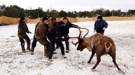 Группа 312 «Оленевод – механизатор» на учебной практике в оленеводческом хозяйстве ООО «Алней» 